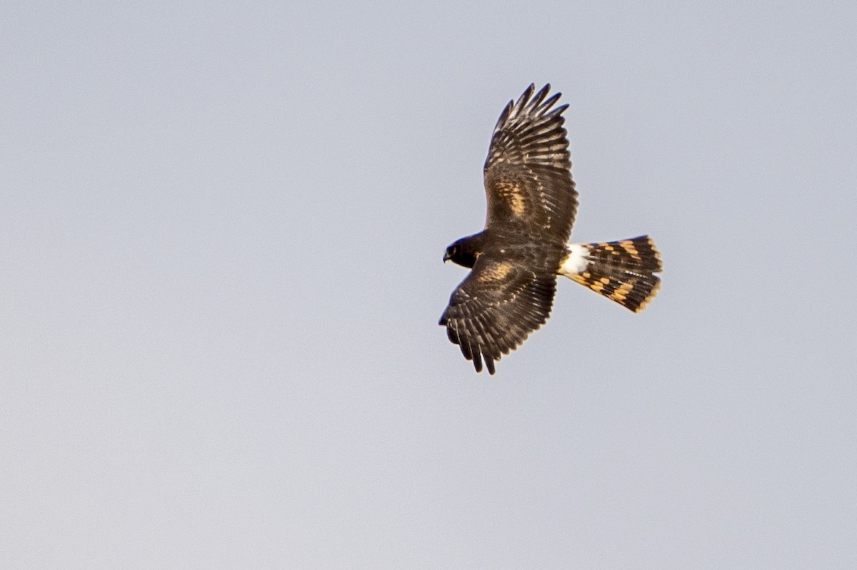 Northern Harrier - ML608661950