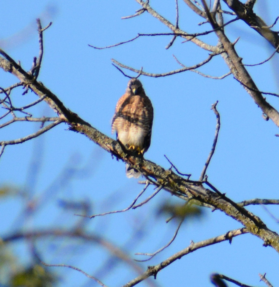 Rotschulterbussard - ML608662157