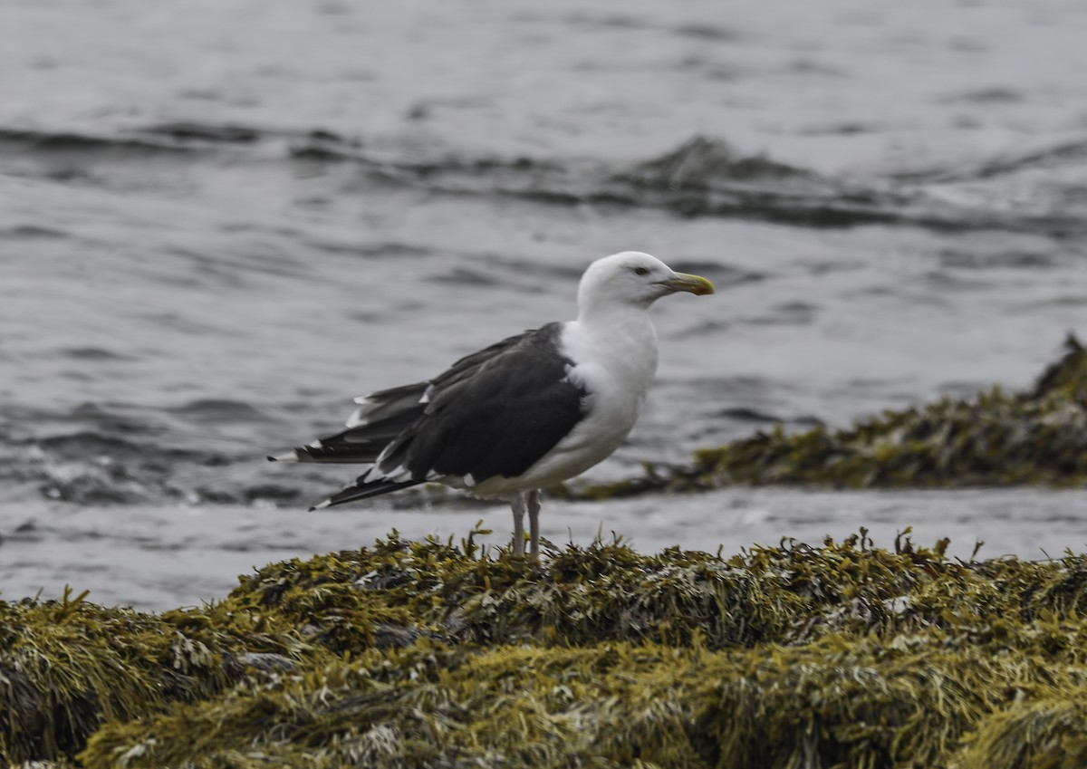 Great Black-backed Gull - Beth and Dan Fedorko