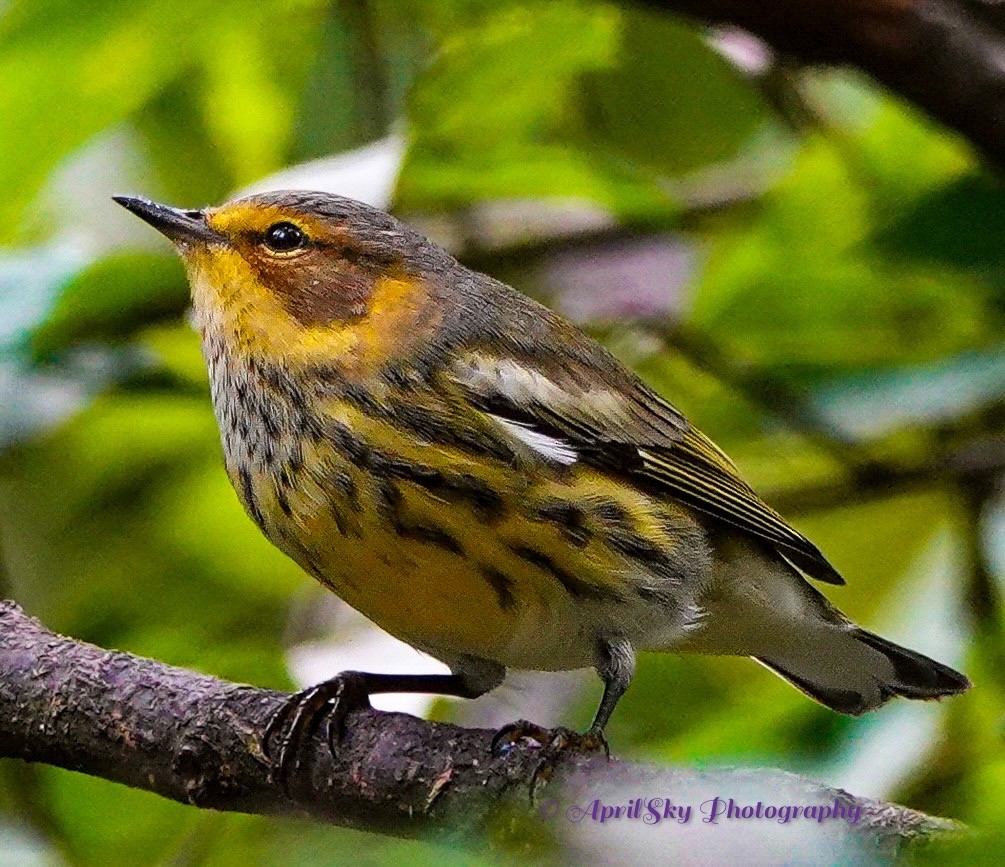 Cape May Warbler - April Mueller