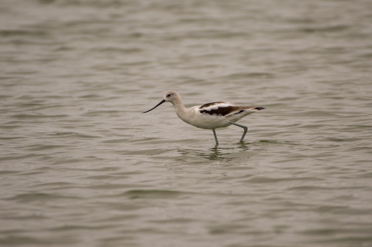 tenkozobec americký - ML608662420