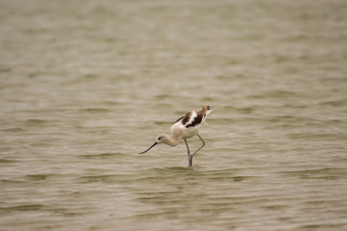 Avocette d'Amérique - ML608662421