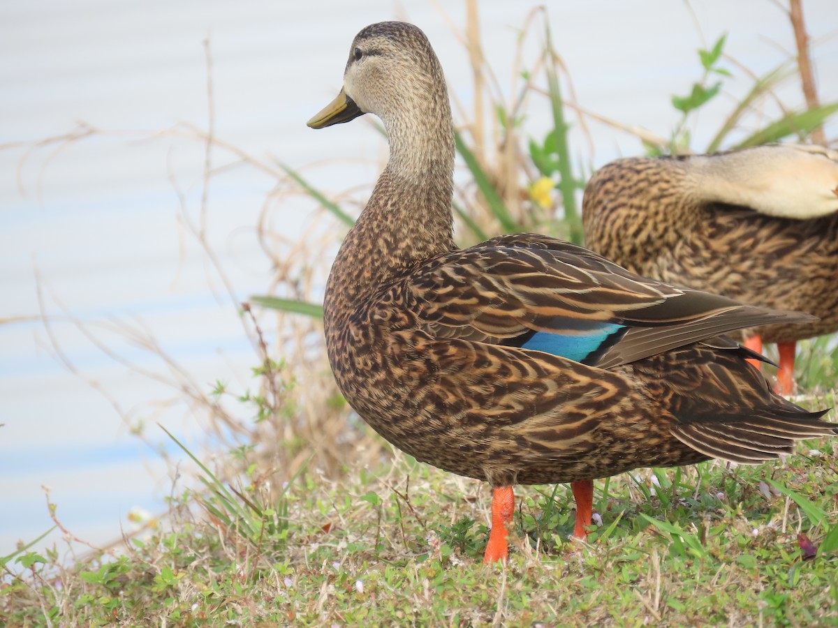 Mottled Duck - ML608662485