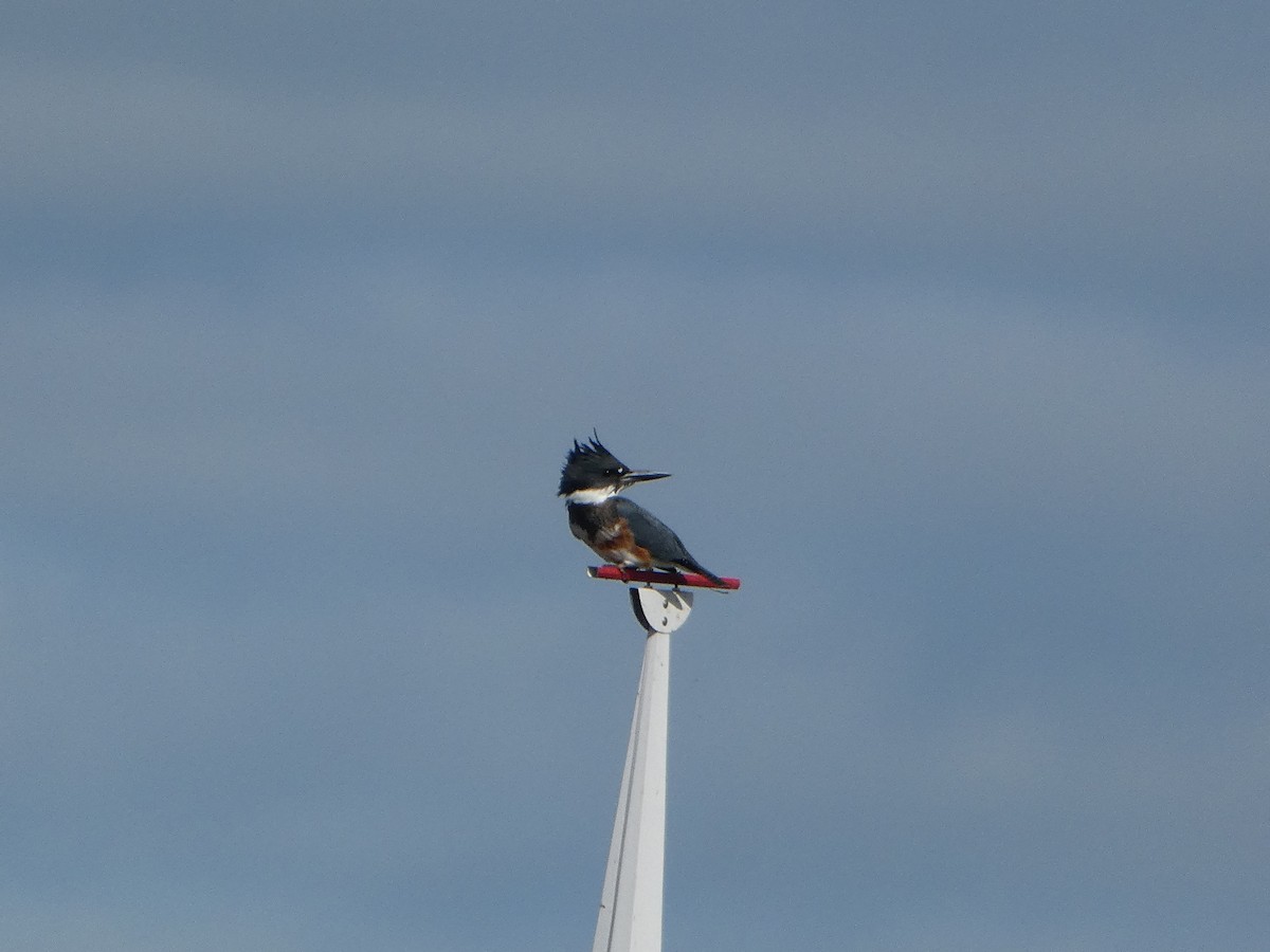 Belted Kingfisher - ML608662574