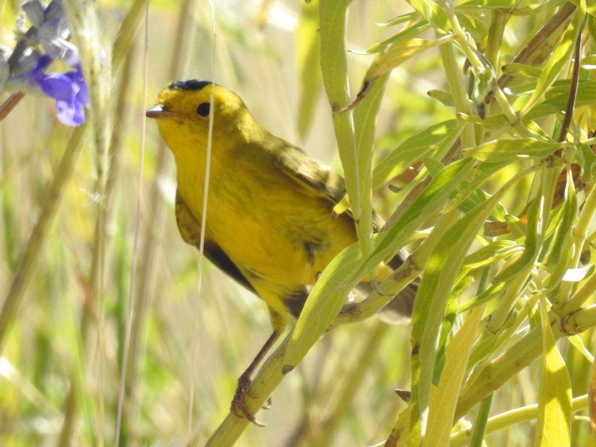 Wilson's Warbler - Annelia Williams