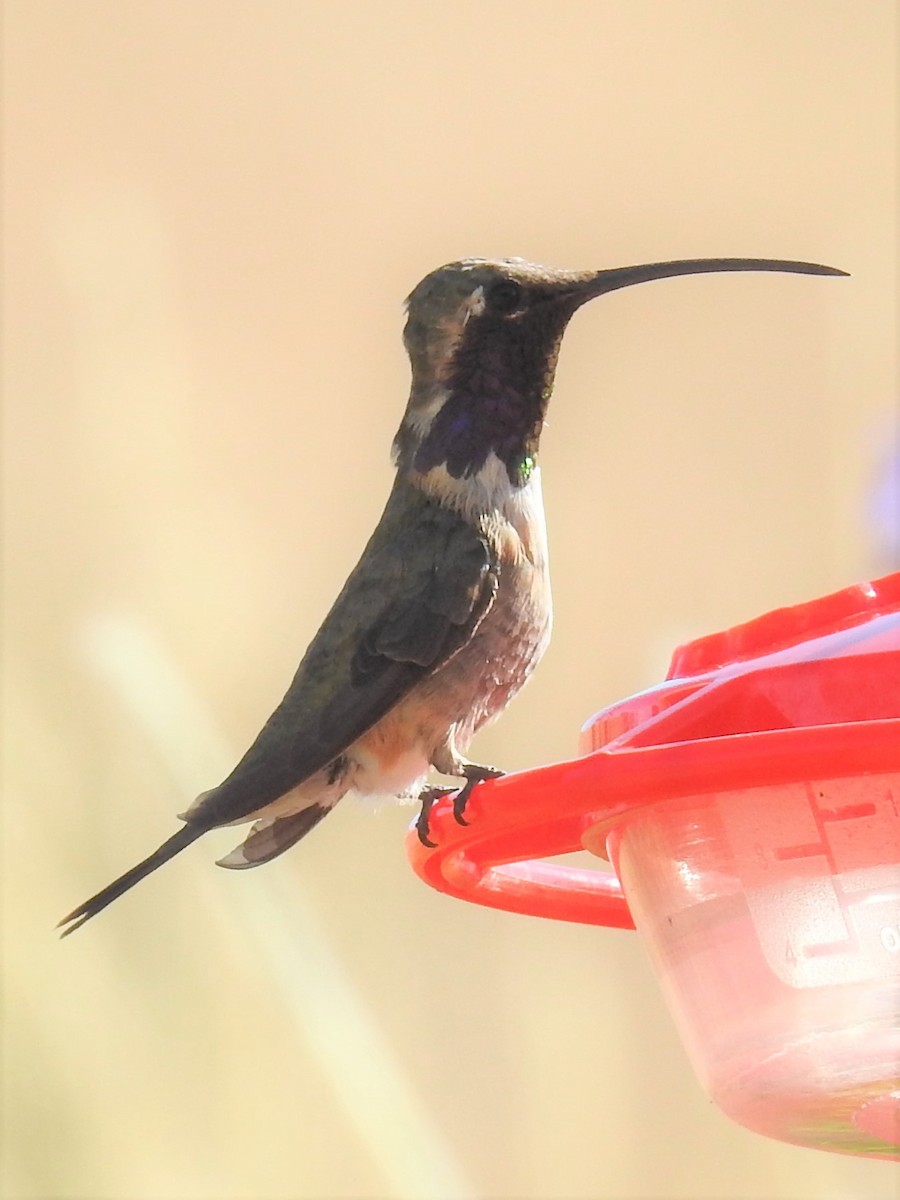 Lucifer Hummingbird - Annelia Williams