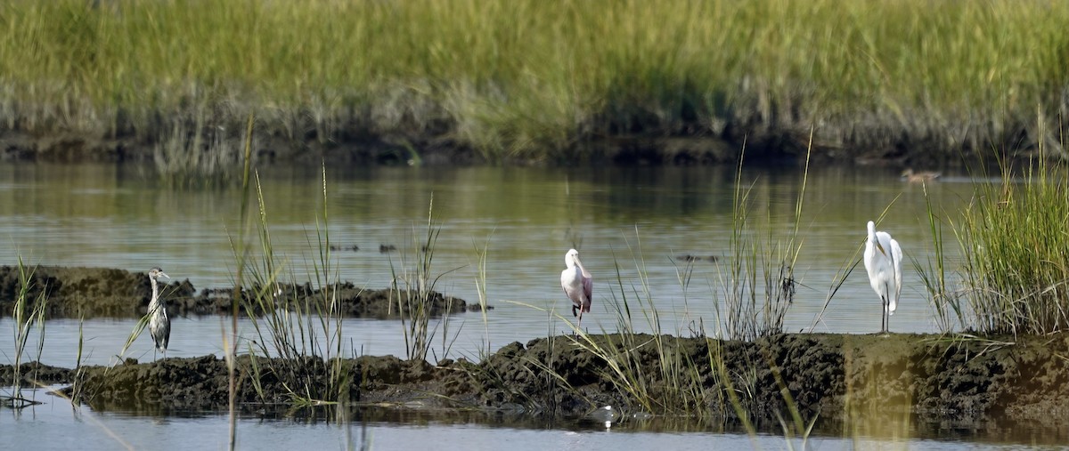 Roseate Spoonbill - Yelena A Christian S