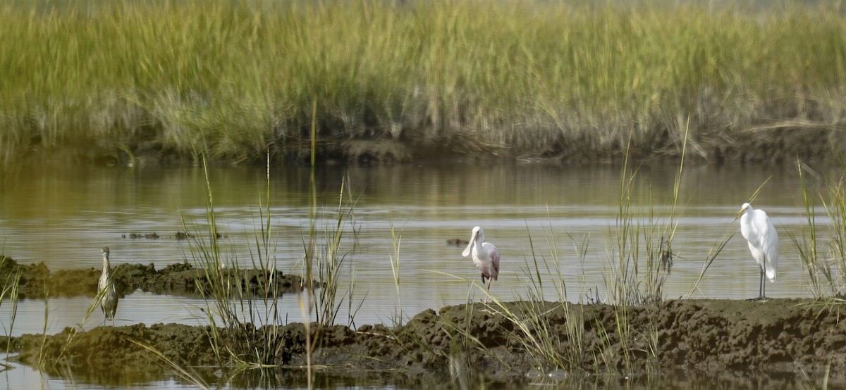 Roseate Spoonbill - ML608662631