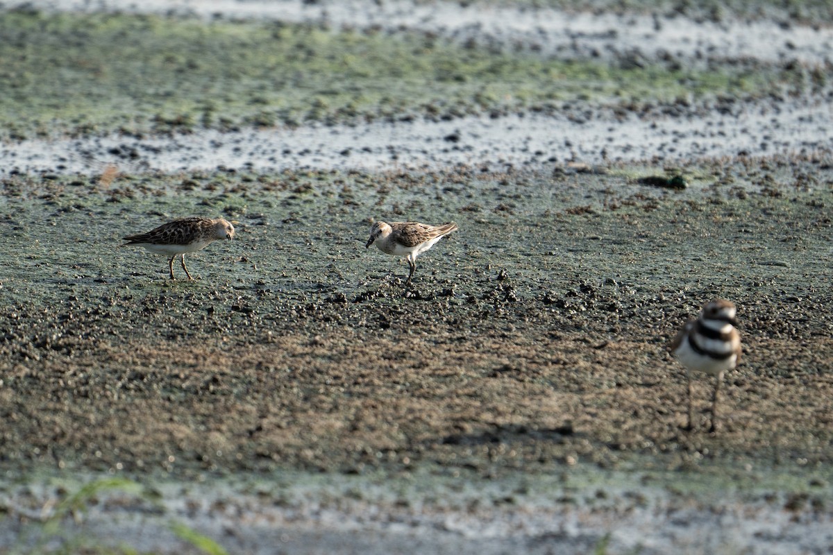 Semipalmated Sandpiper - ML608662752