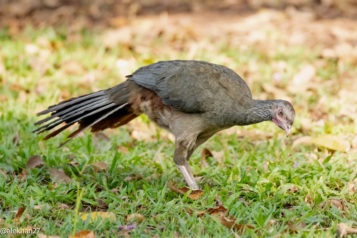 Chaco Chachalaca - Eleuterio Ramirez