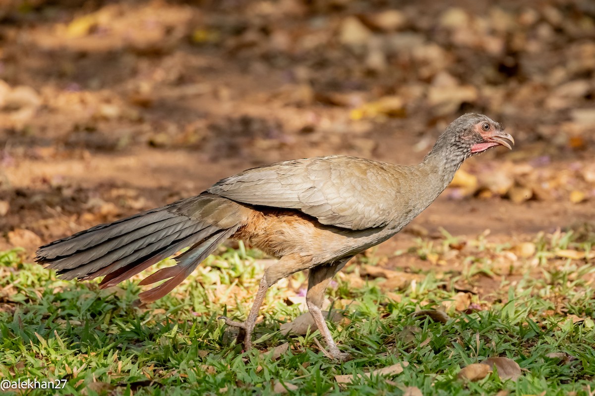 Chaco Chachalaca - Eleuterio Ramirez