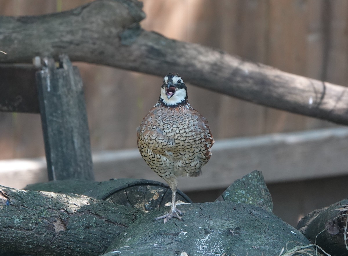 Northern Bobwhite - ML608662862