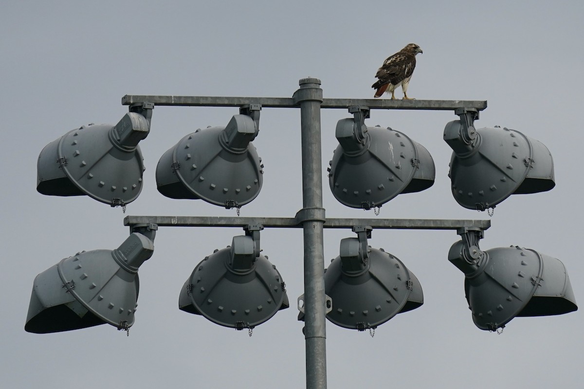 Red-tailed Hawk - ML608662874