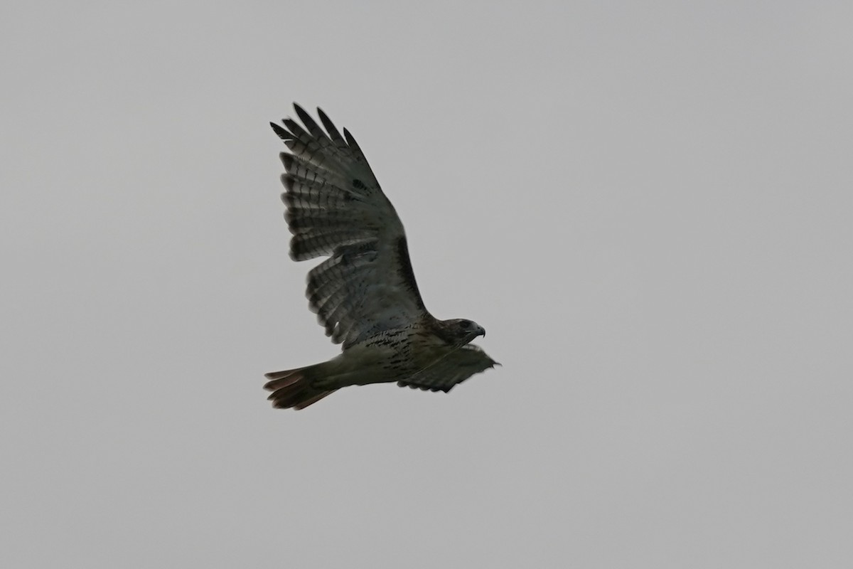 Red-tailed Hawk - ML608662876