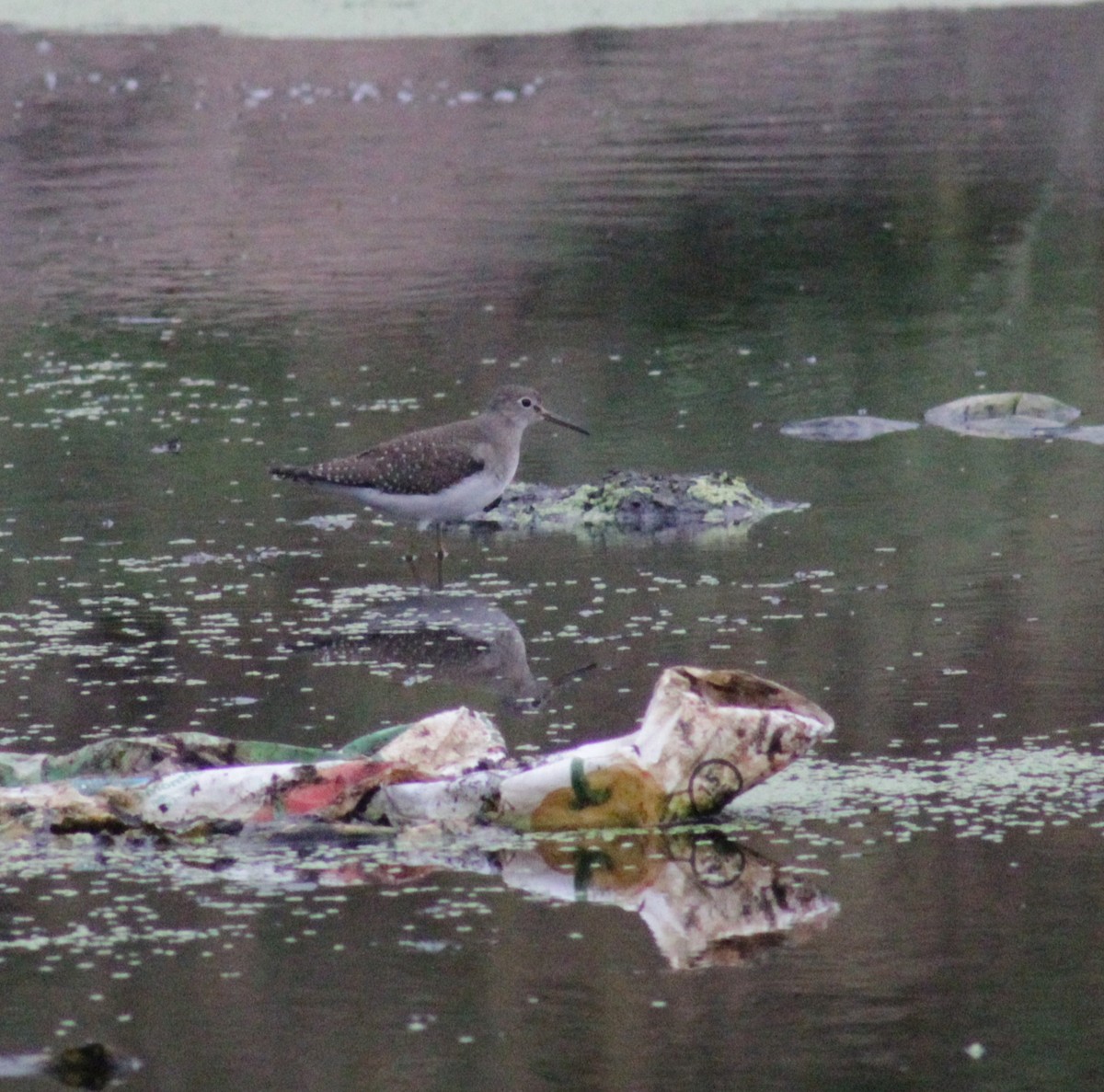 Solitary Sandpiper - ML608662913