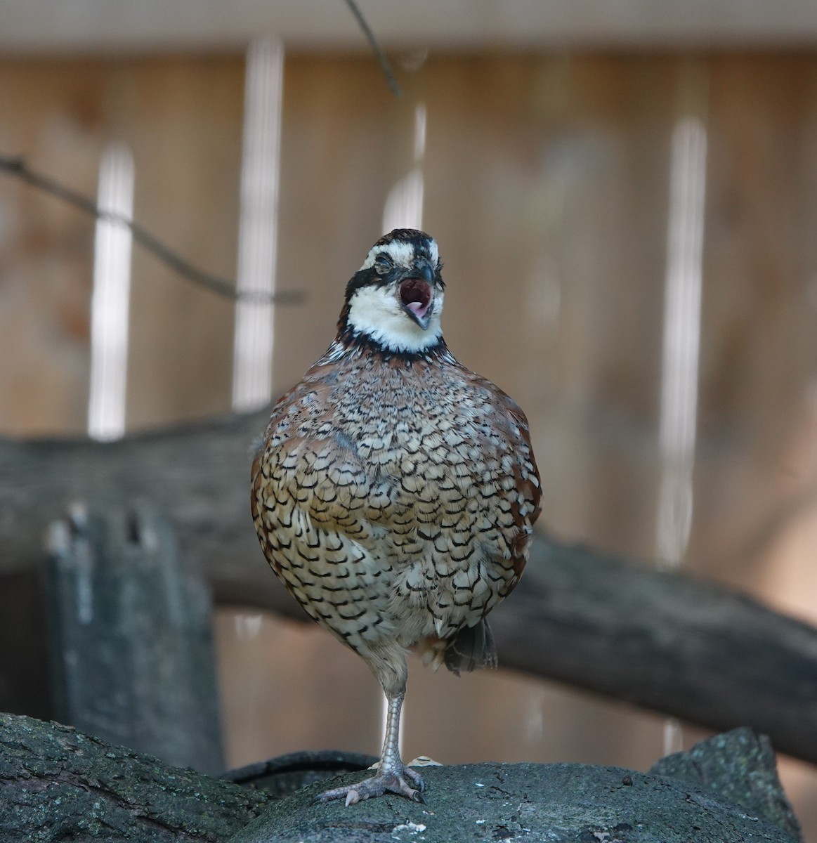 Northern Bobwhite - ML608662948