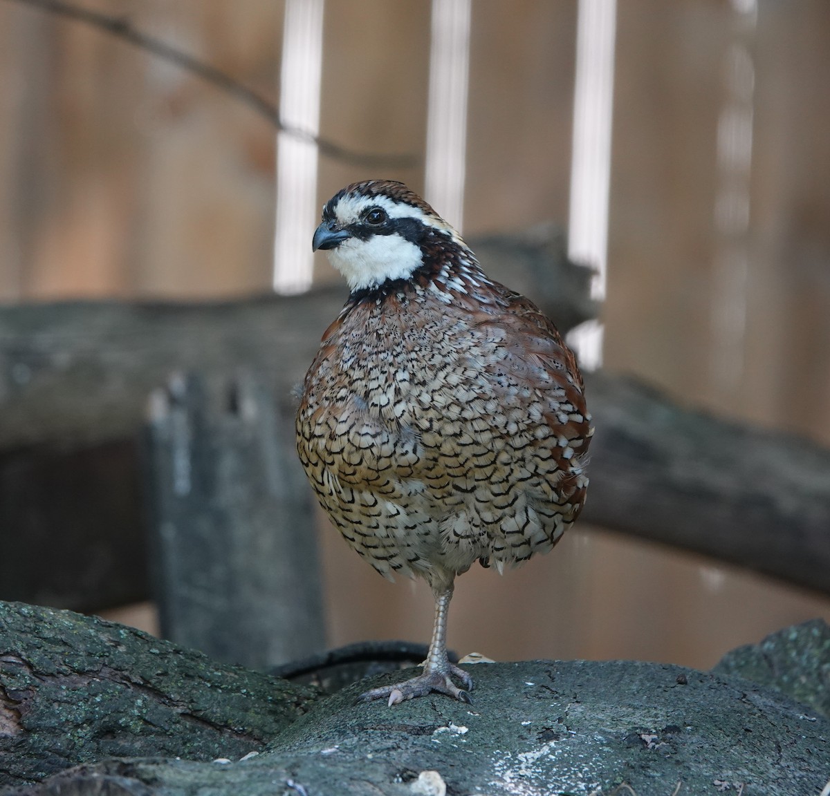 Northern Bobwhite - ML608662977