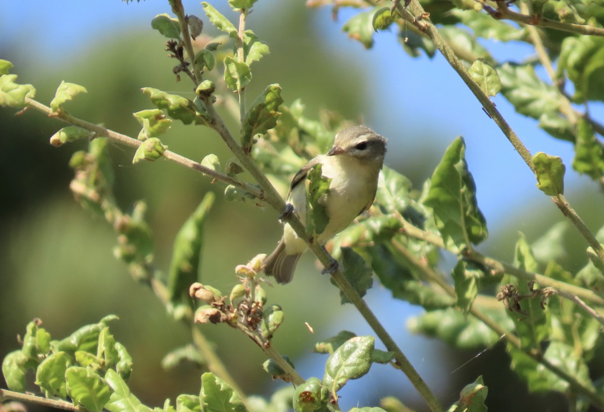 Ötücü Vireo - ML608663005