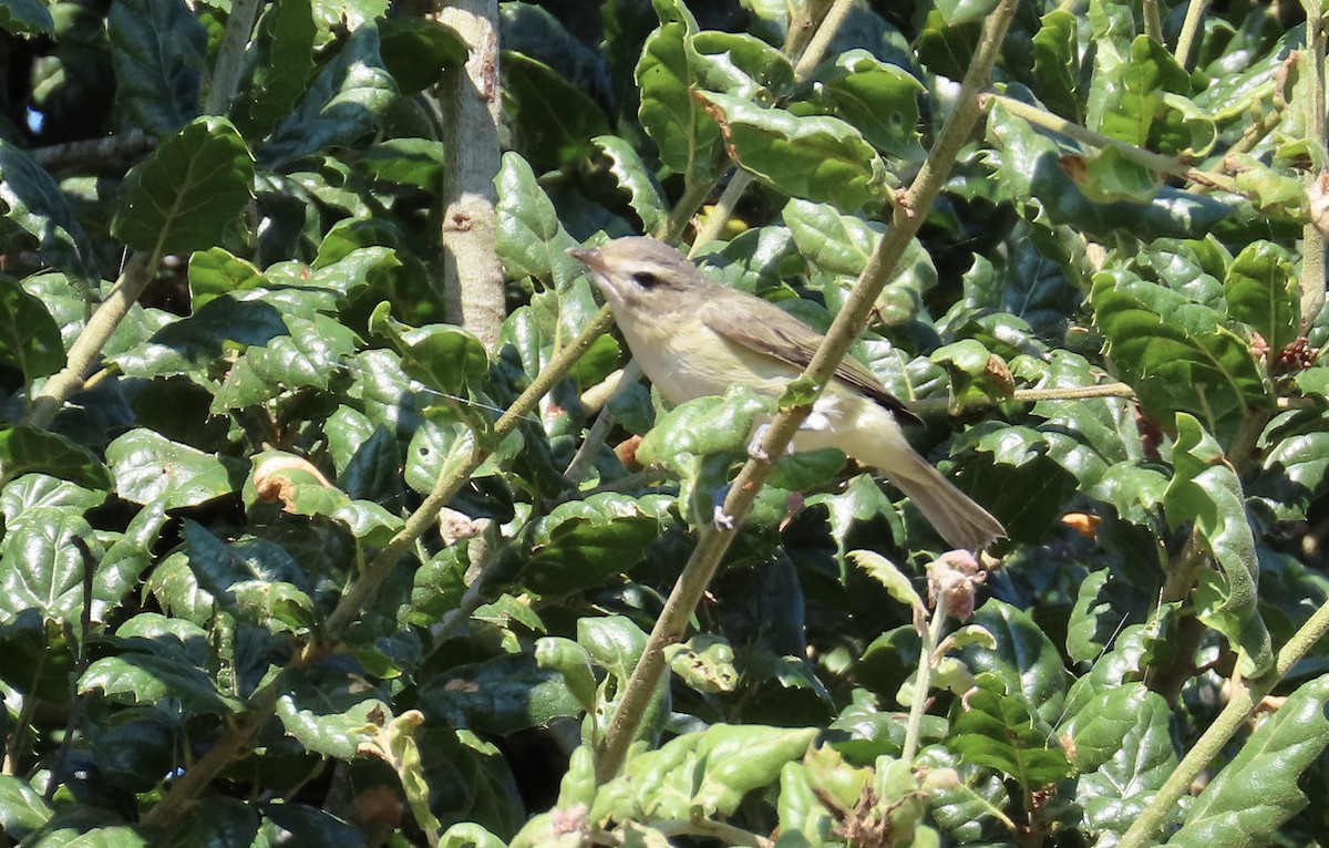 Warbling Vireo - ML608663015