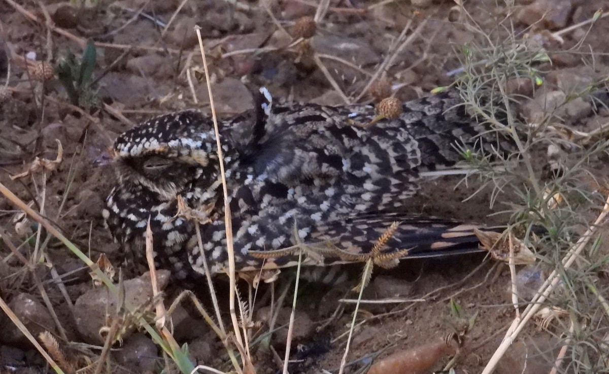 Montane Nightjar (Abyssinian) - Tresa Moulton