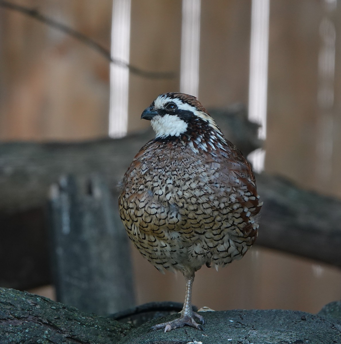 Northern Bobwhite - ML608663055