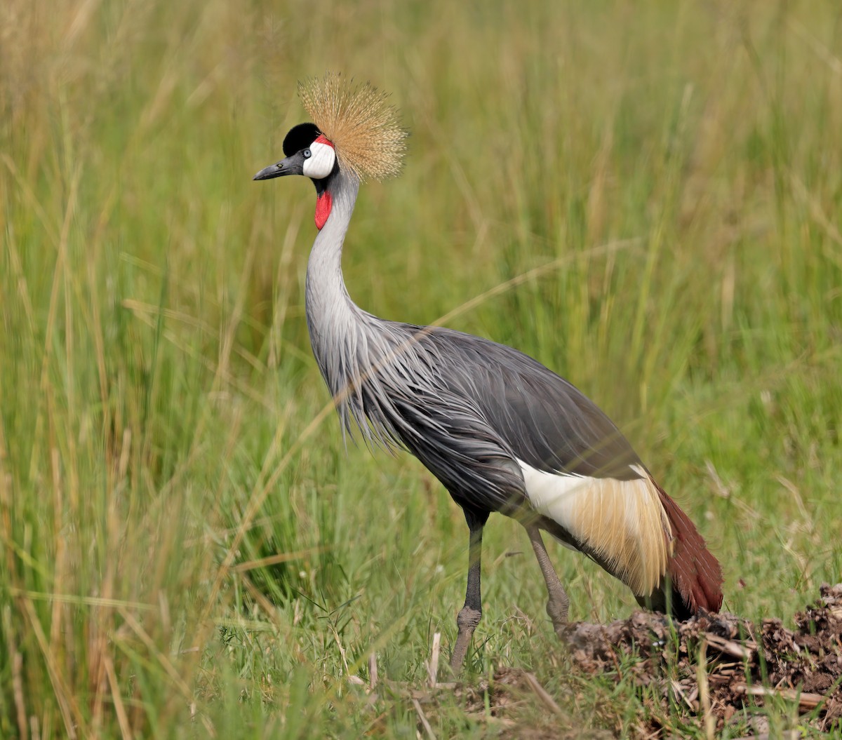 Gray Crowned-Crane - ML608663074