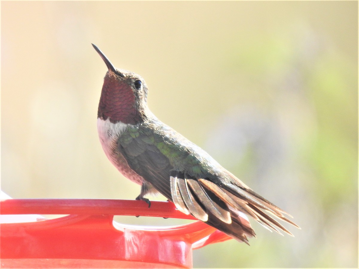 Broad-tailed Hummingbird - Annelia Williams