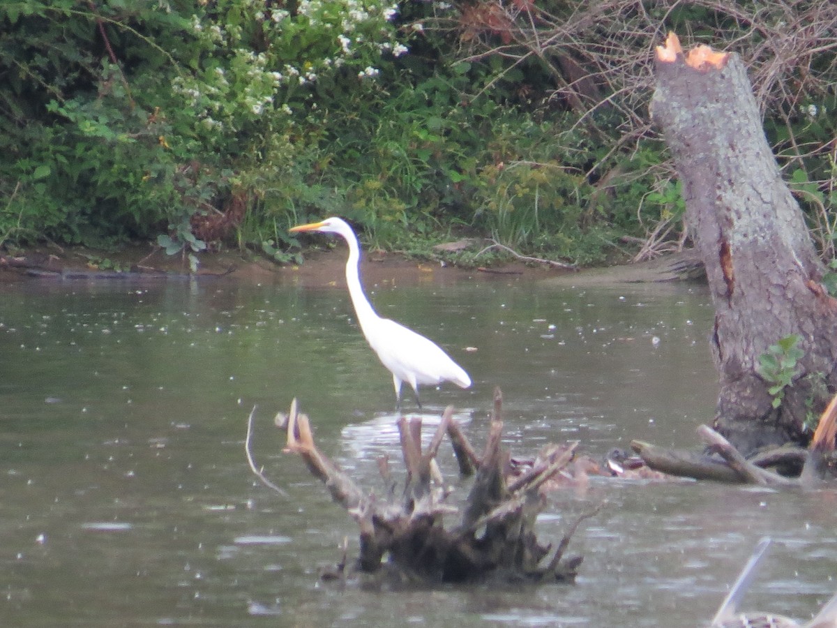 Great Egret - Ethan Maynard