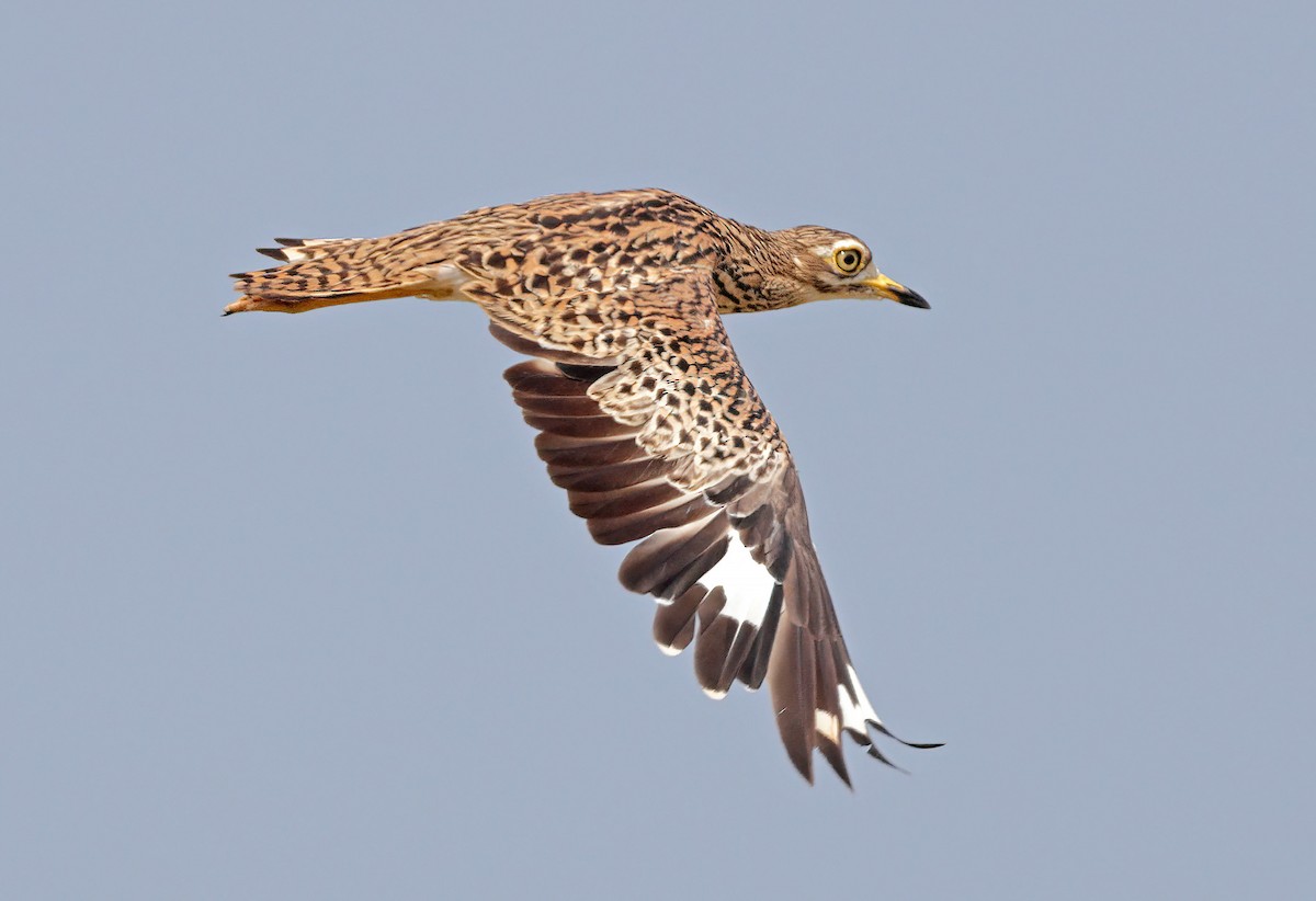 Spotted Thick-knee - ML608663096