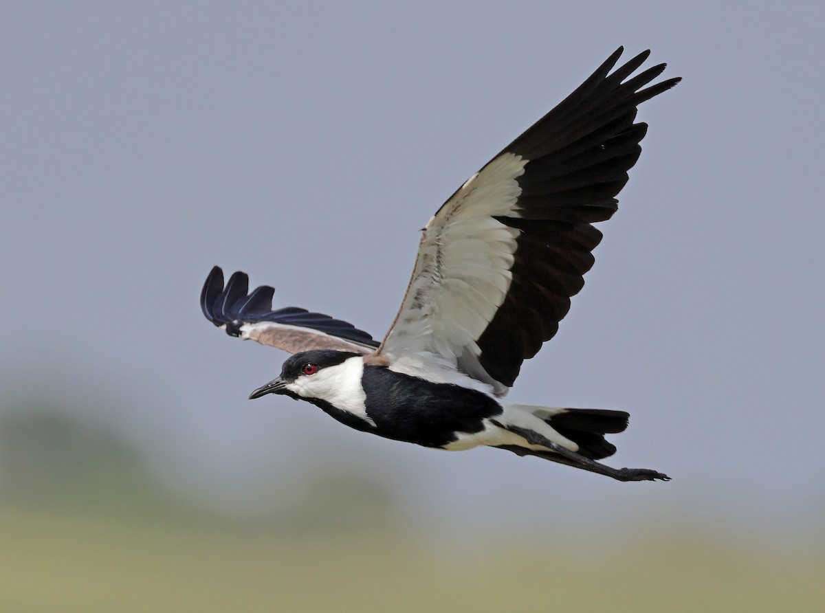 Spur-winged Lapwing - ML608663112
