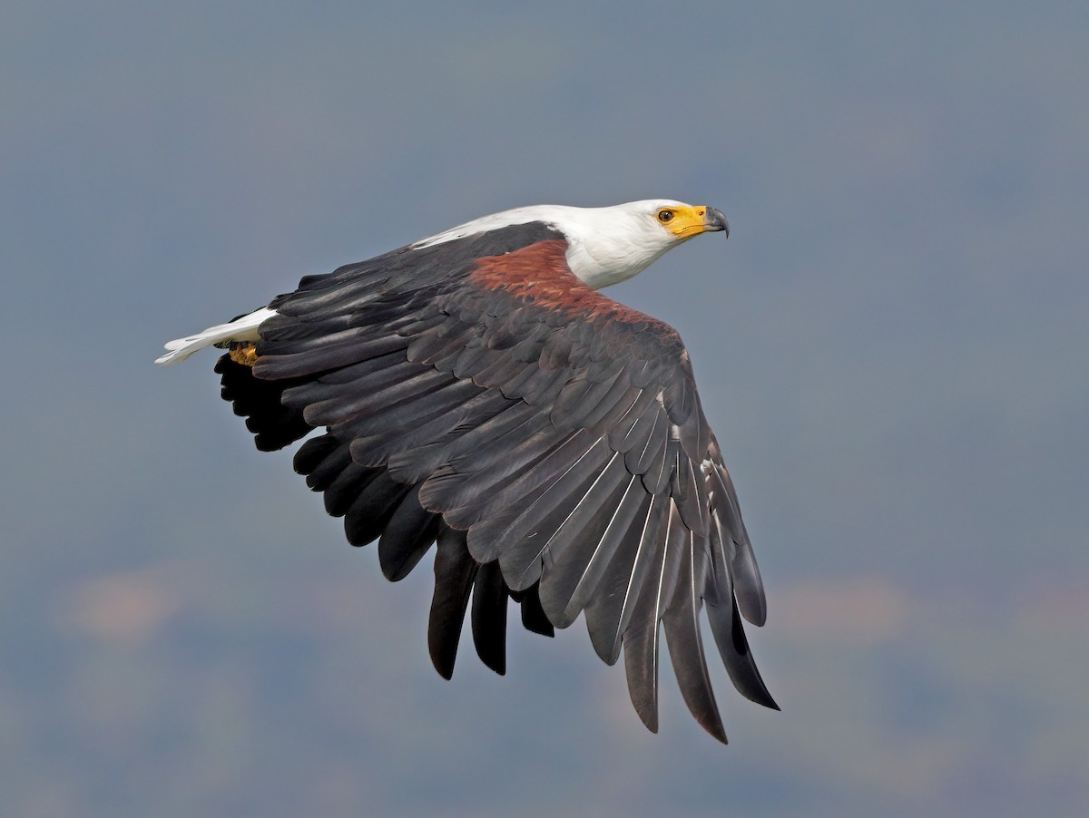 African Fish-Eagle - sheau torng lim