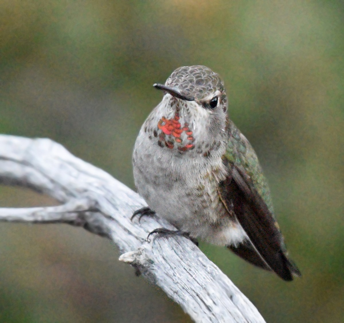 Colibrí de Anna - ML608663190