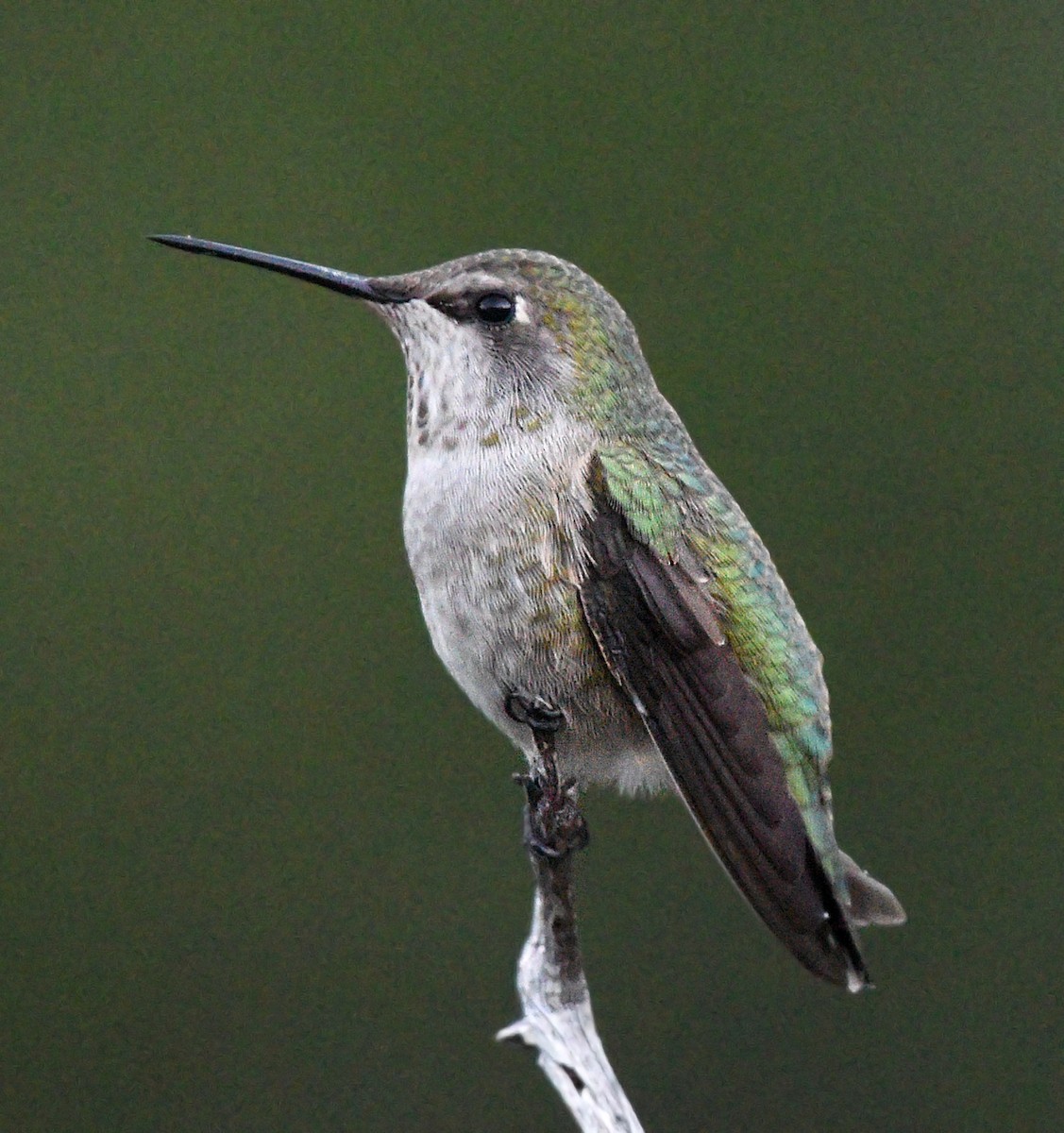 Anna's Hummingbird - ML608663191