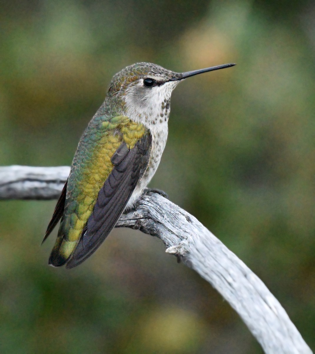 Anna's Hummingbird - ML608663192