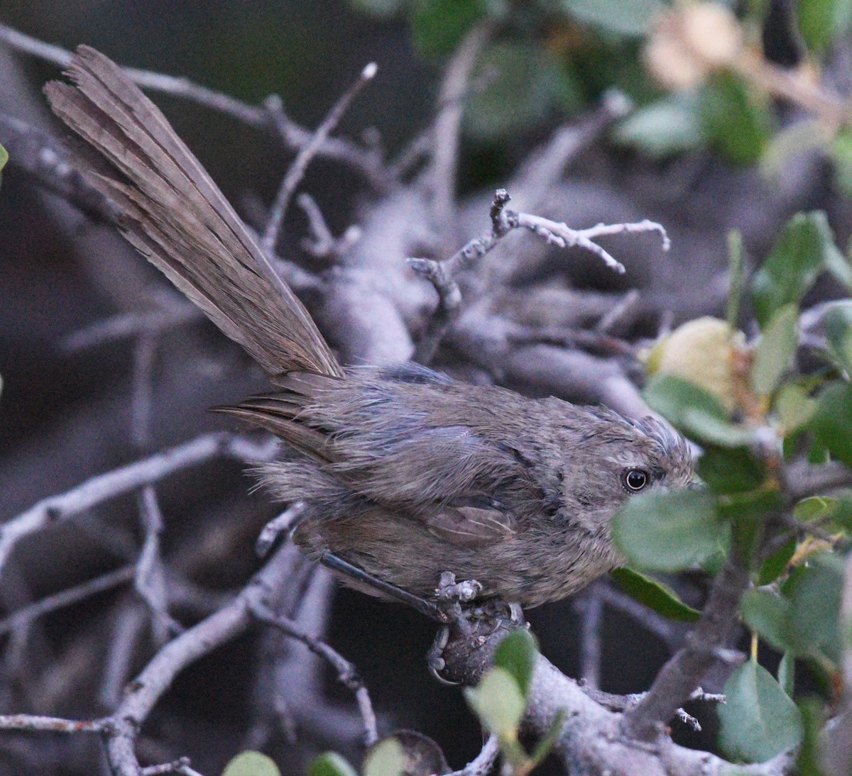 Wrentit - ML608663200