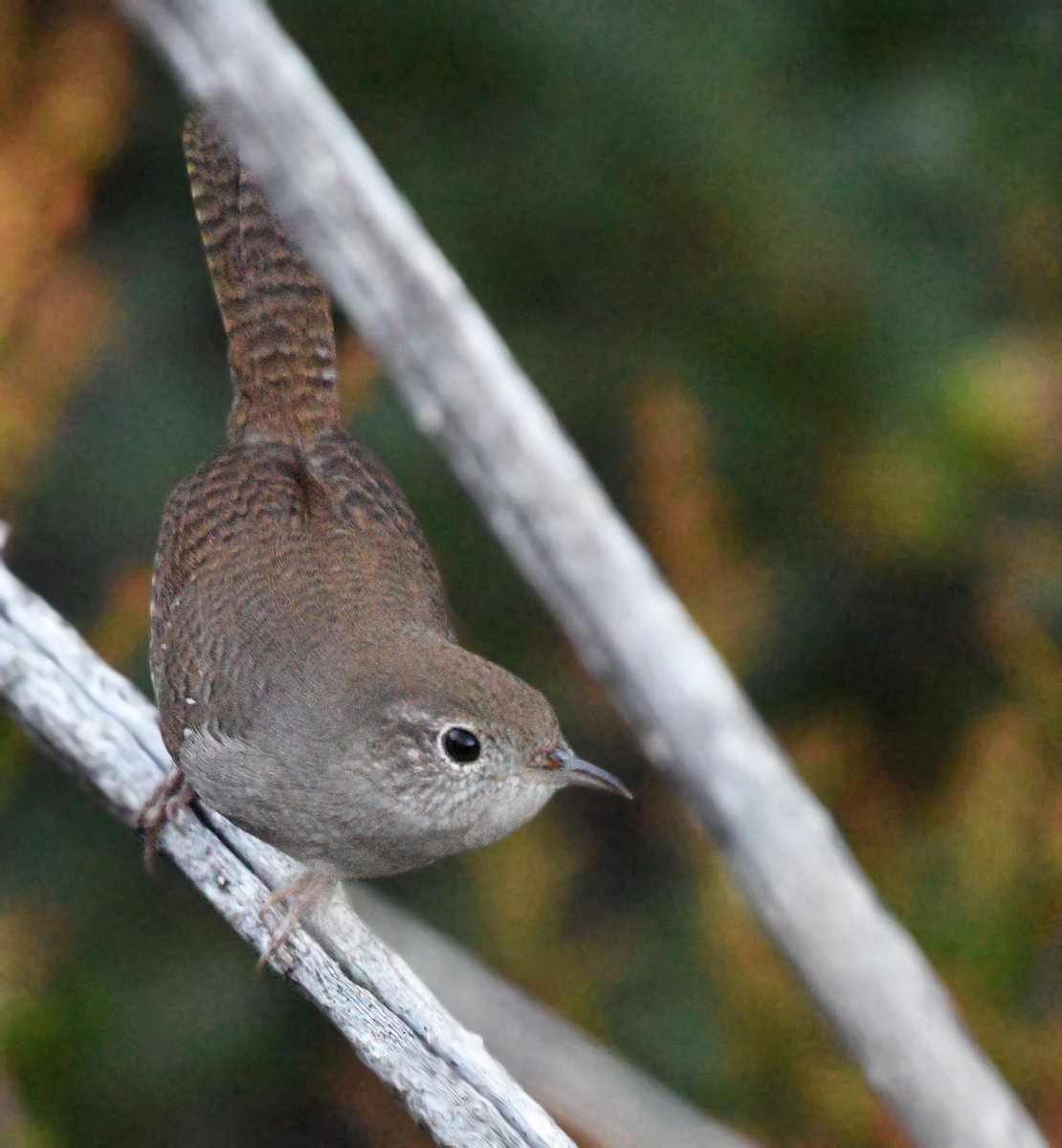 House Wren - ML608663207