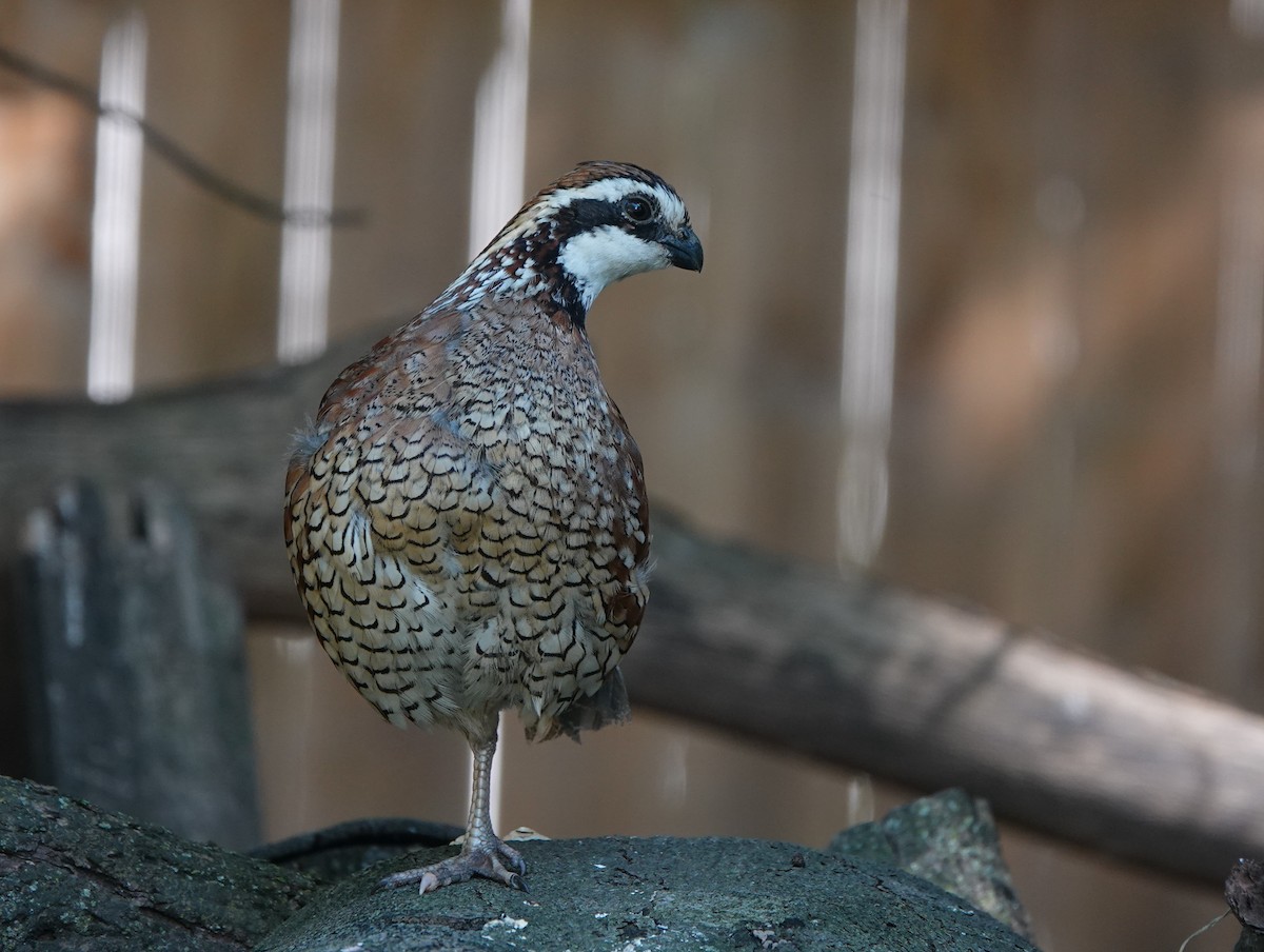 Northern Bobwhite - ML608663211