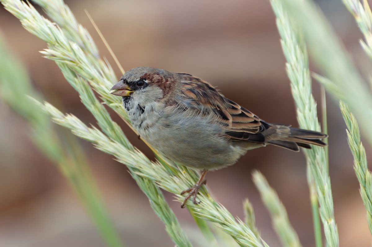 House Sparrow - ML608663345