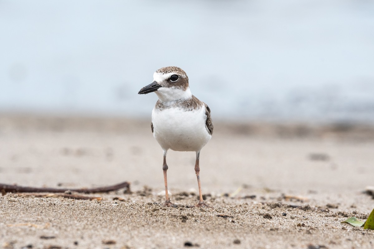 Wilson's Plover - ML608663515