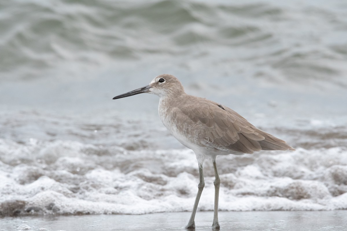 Willet - Ivani Martínez Paredes