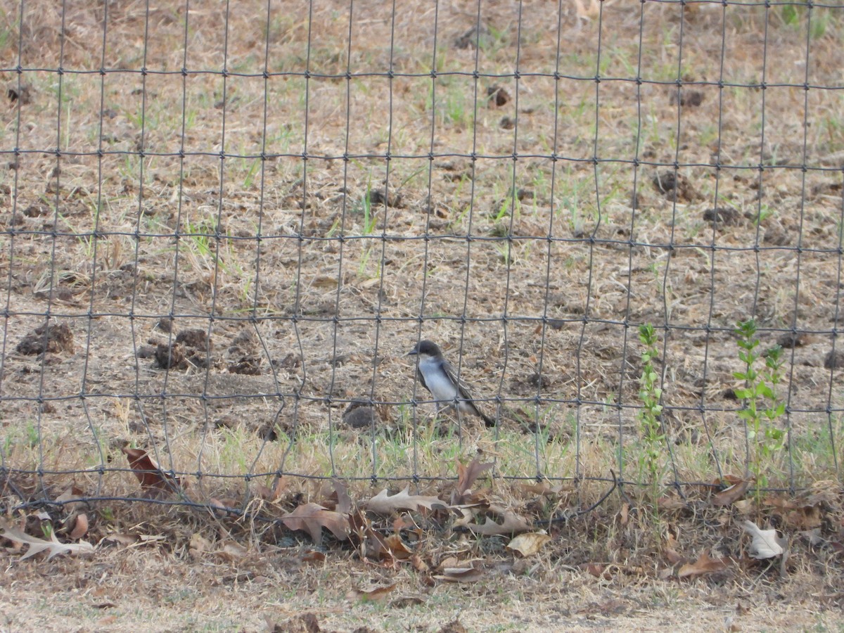 Eastern Kingbird - Lesha Roberts