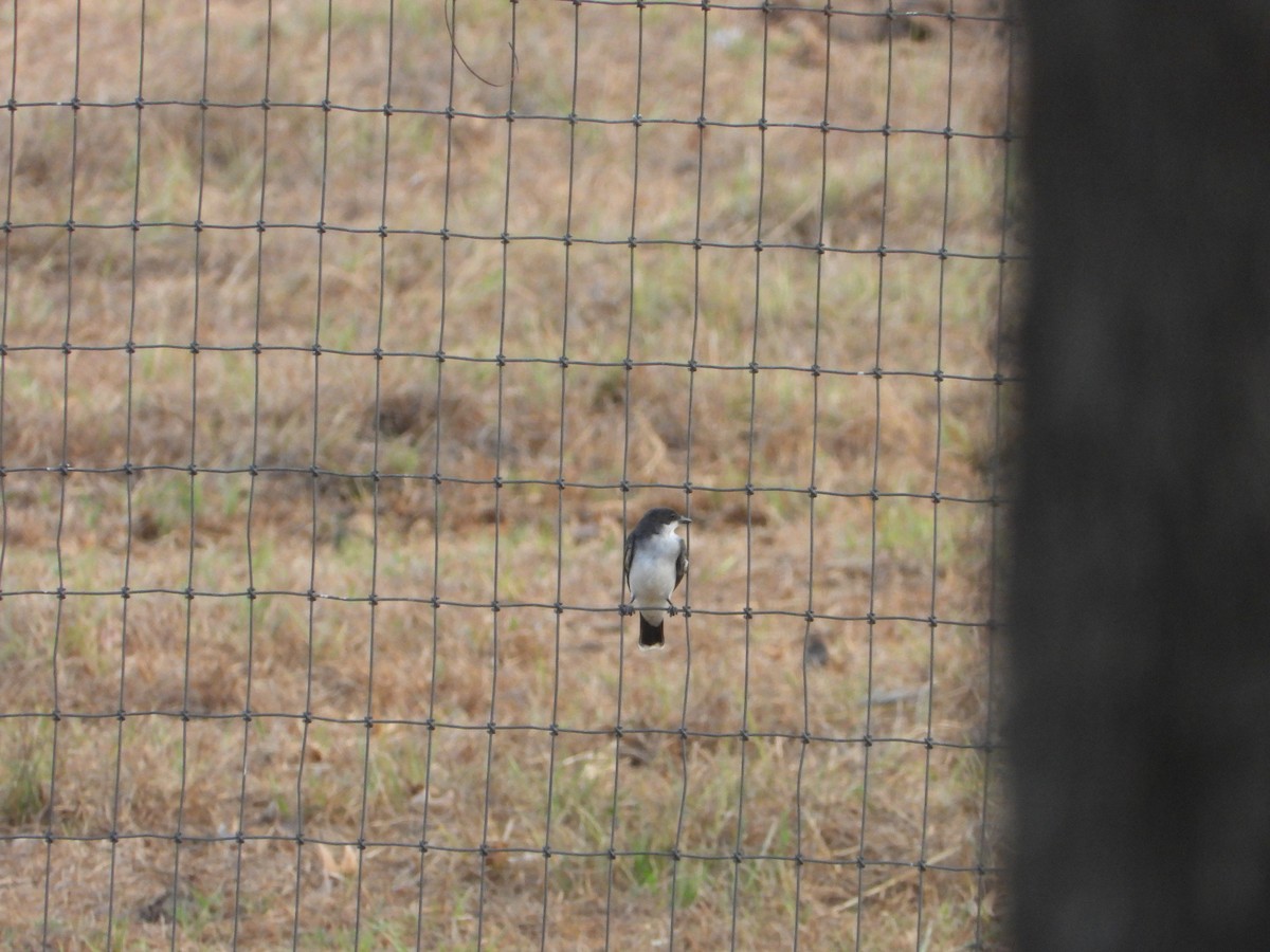 Eastern Kingbird - ML608663609