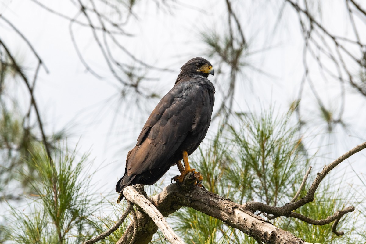 Common Black Hawk - Ivani Martínez Paredes