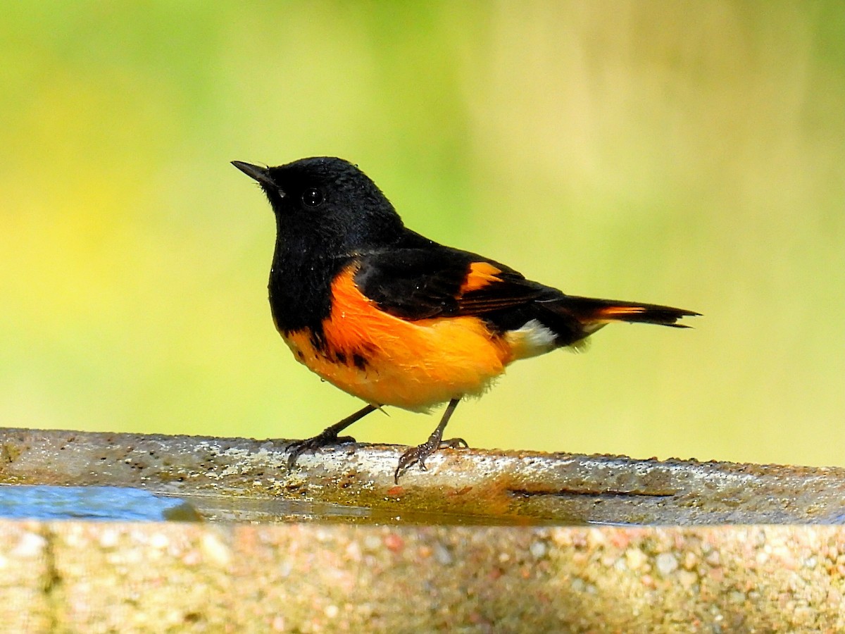 American Redstart - ML608663721