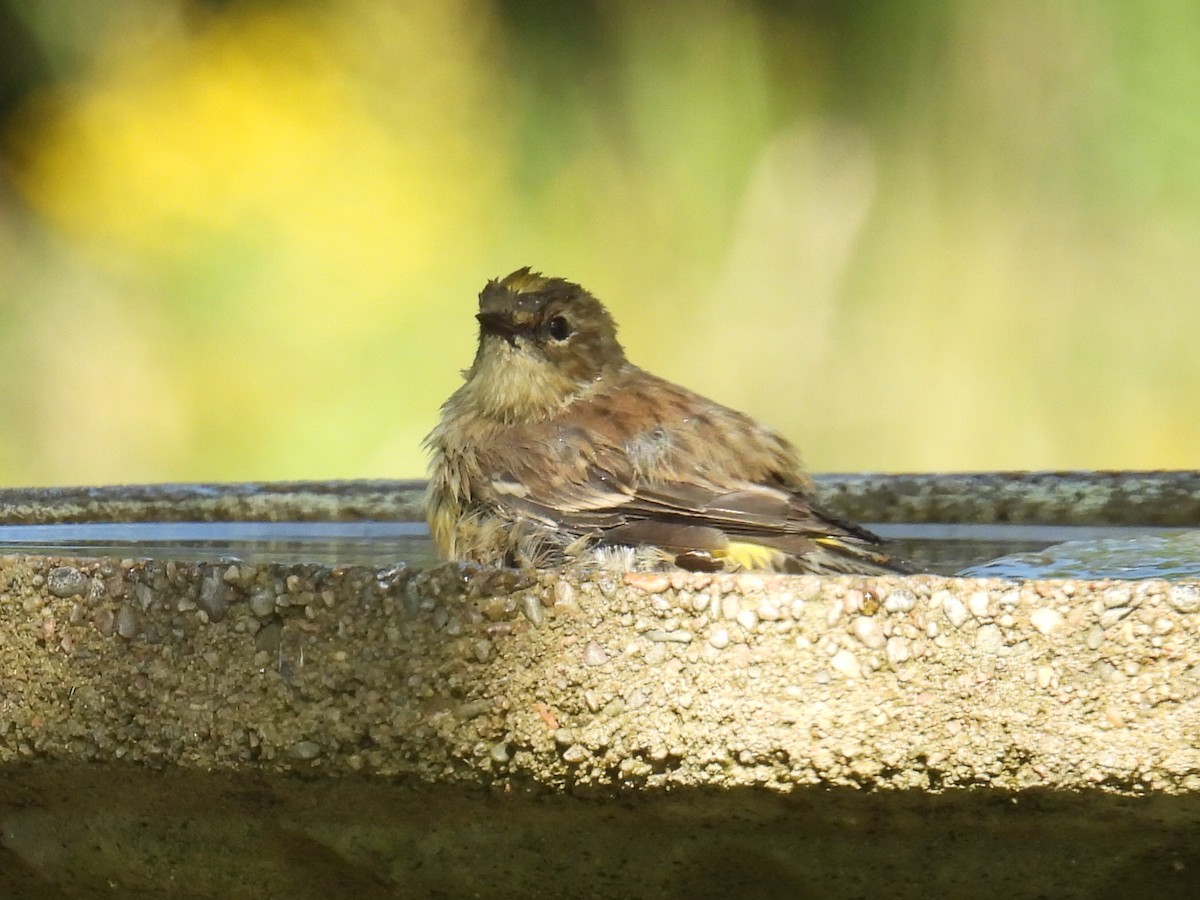 Yellow-rumped Warbler - ML608663741