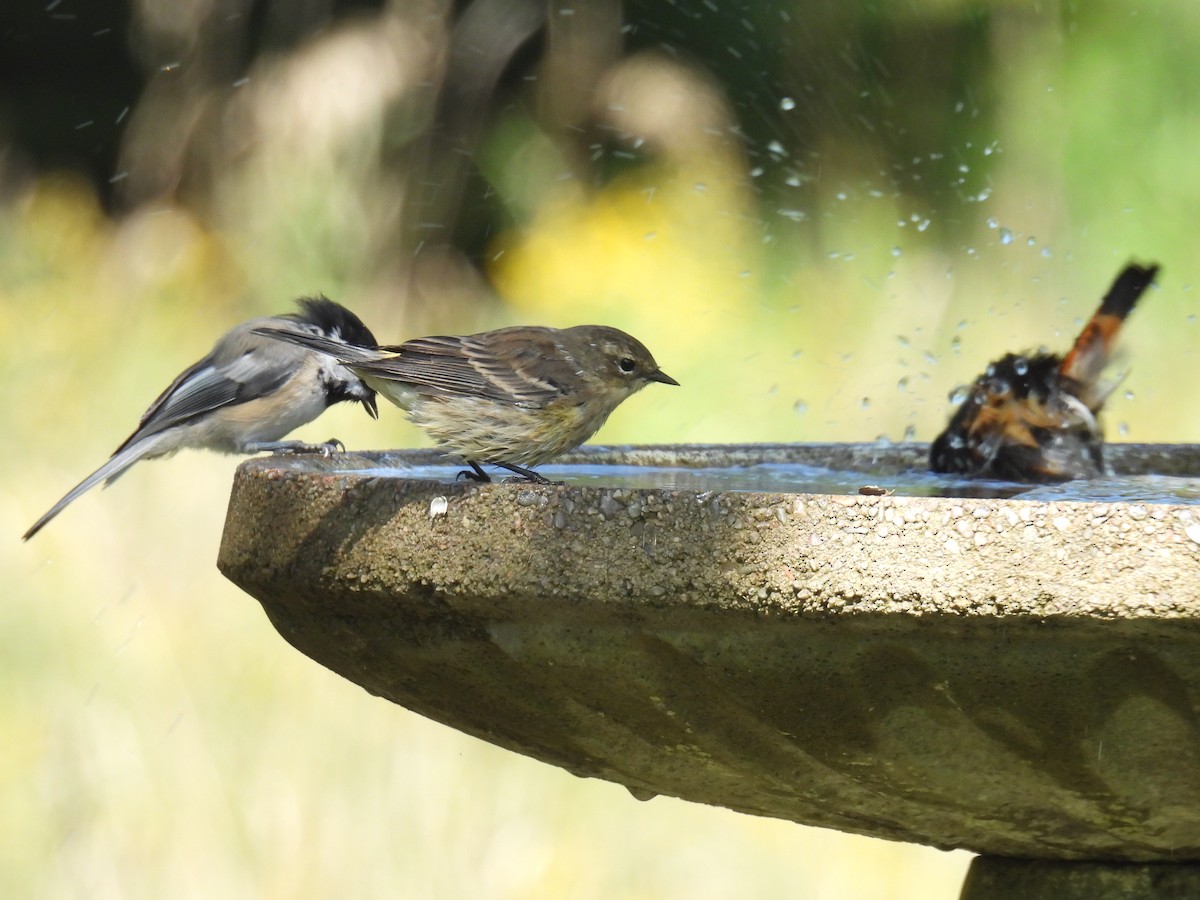 Yellow-rumped Warbler - ML608663742