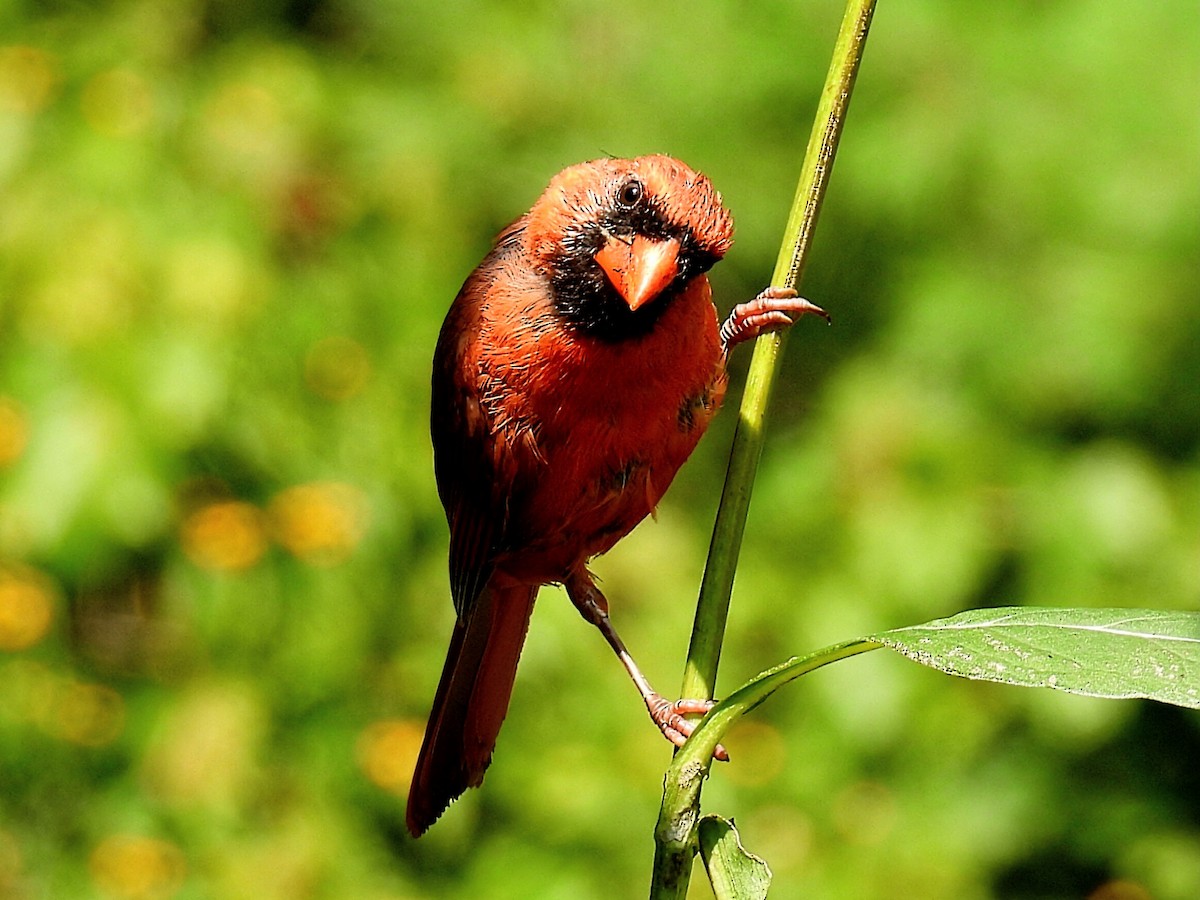 Northern Cardinal - ML608663794