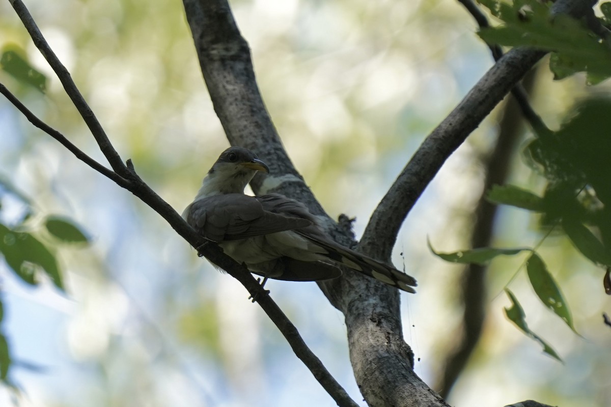 Yellow-billed Cuckoo - ML608663798