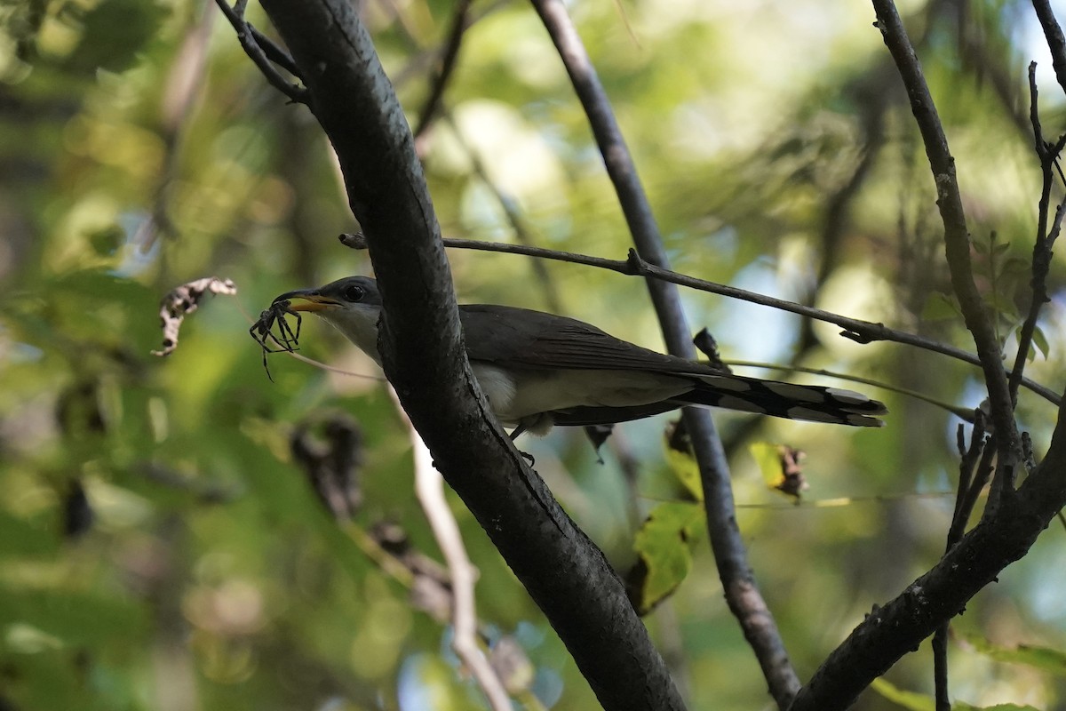 Yellow-billed Cuckoo - ML608663800