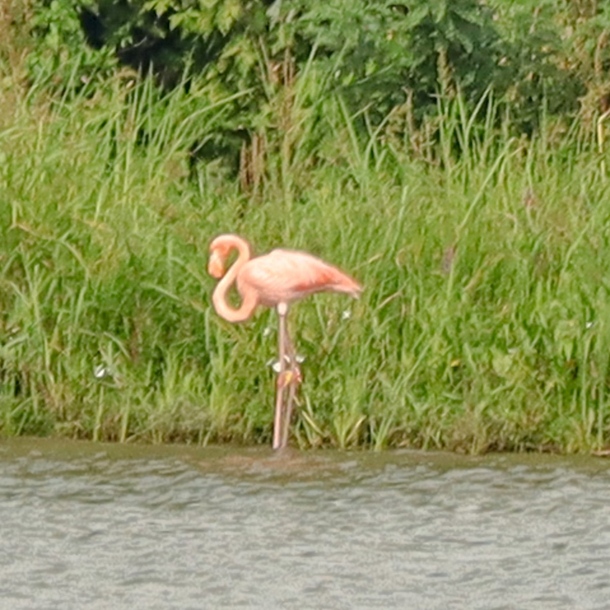 American Flamingo - David Pluckebaum